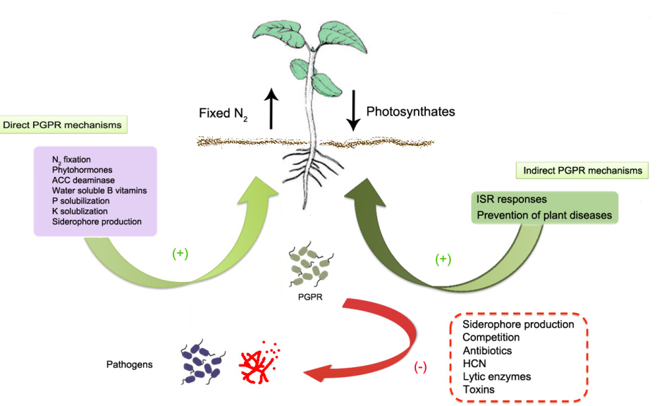 Role Of Bacterial Biofertilizers In Agriculture And Forestry