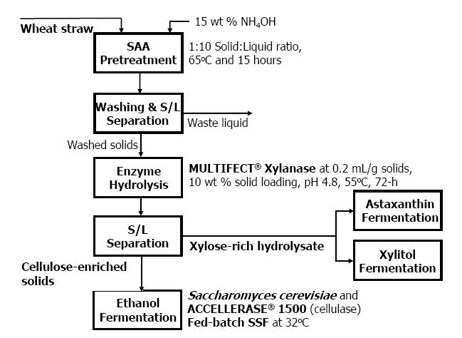 xylanase bioethanol