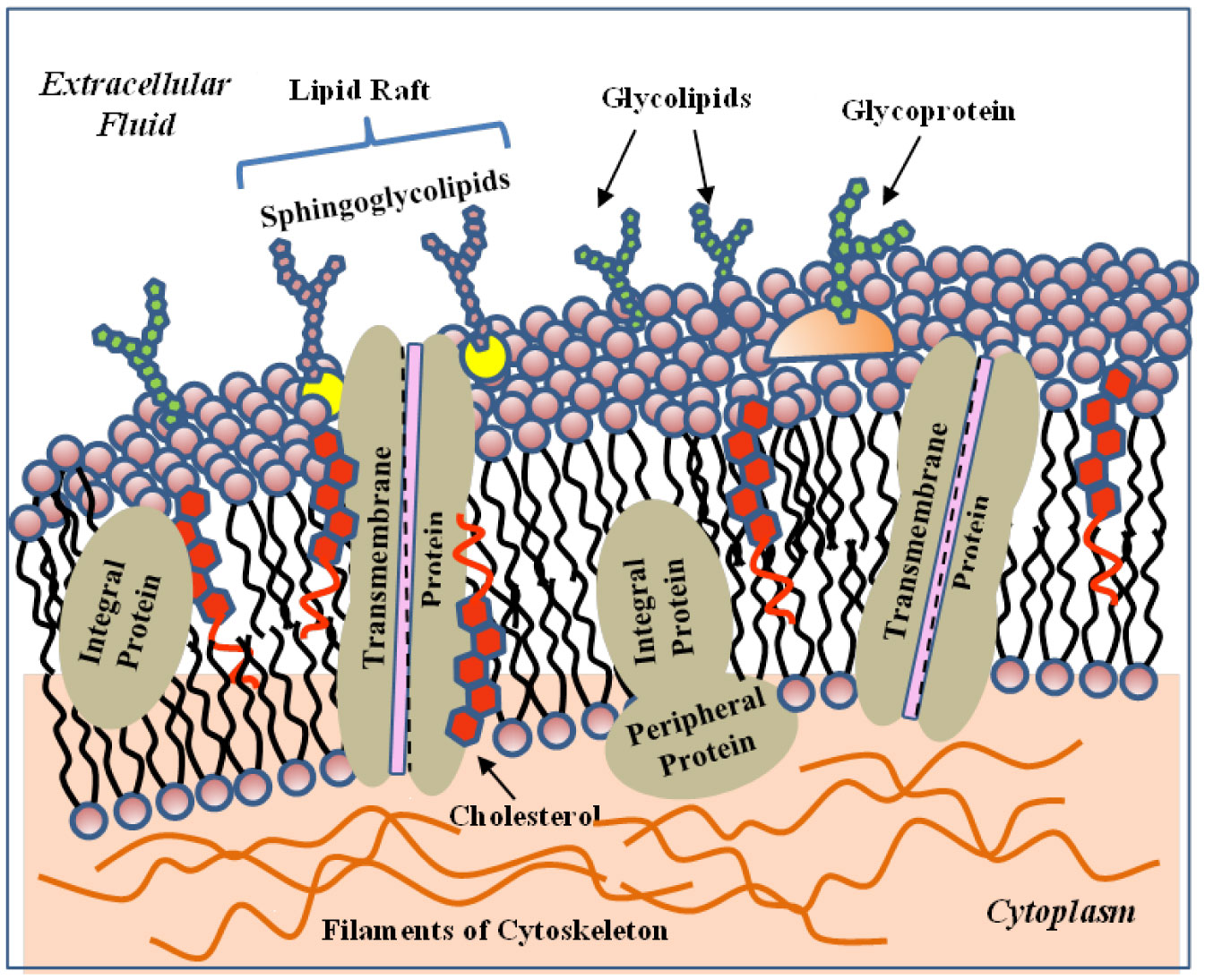 Cell Membrane Structure, Ditki, Medical & Biological Sciences posted a  video to playlist Biochemistry., By Ditki, Medical & Biological Sciences