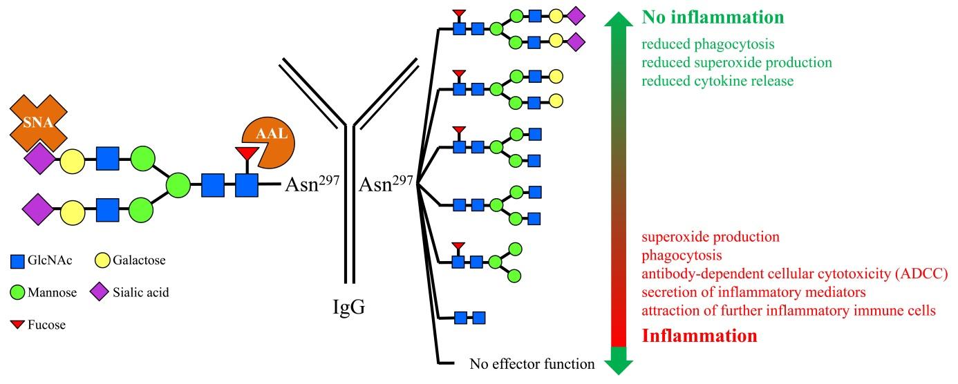 Altered Fc galactosylation in IgG4 is a potential serum marker for