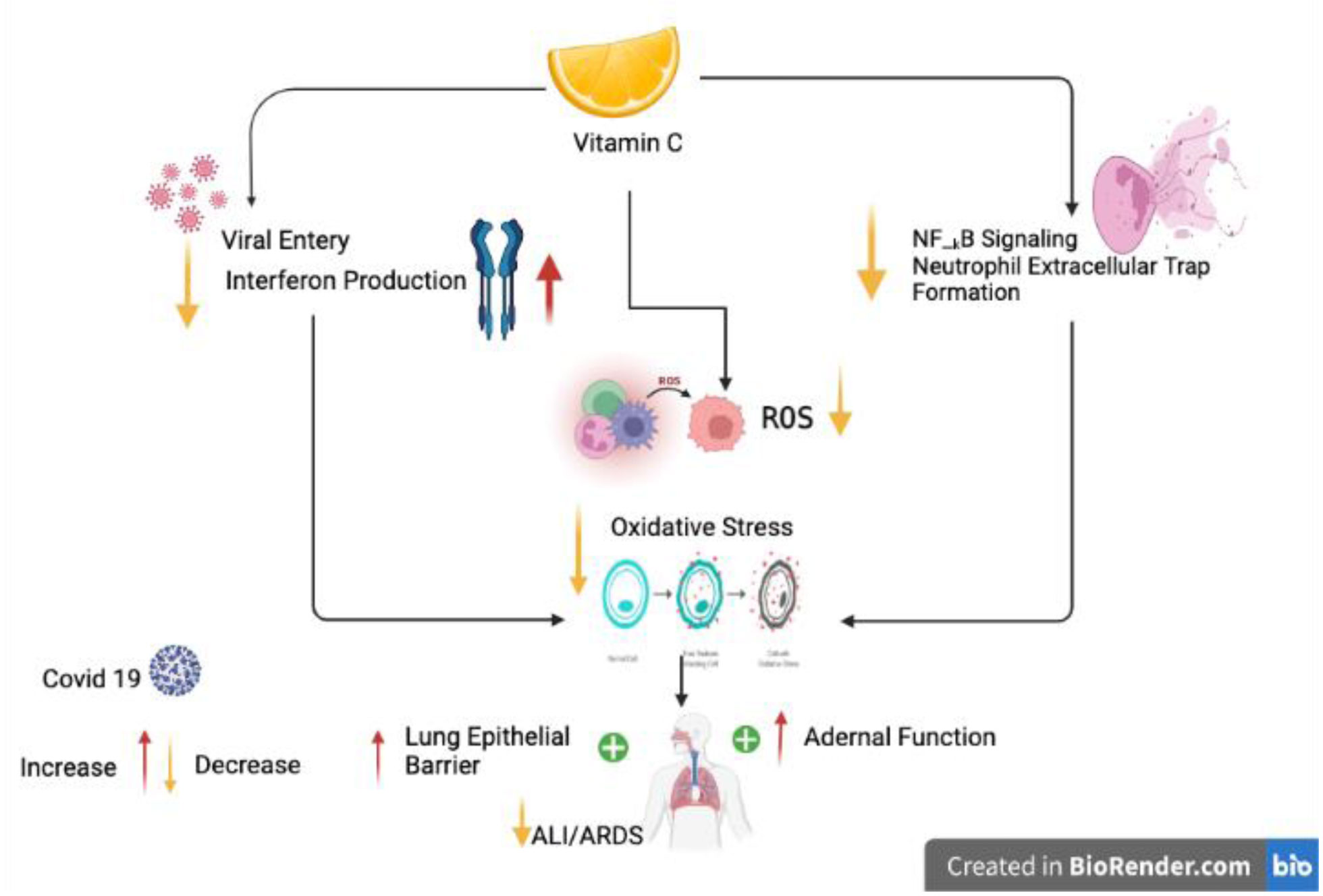 Role Of Vitamin C In Preventing Of COVID 19 Infection Progression And role-of-vitamin-c-in-preventing-of-covid-19-infection-progression-and