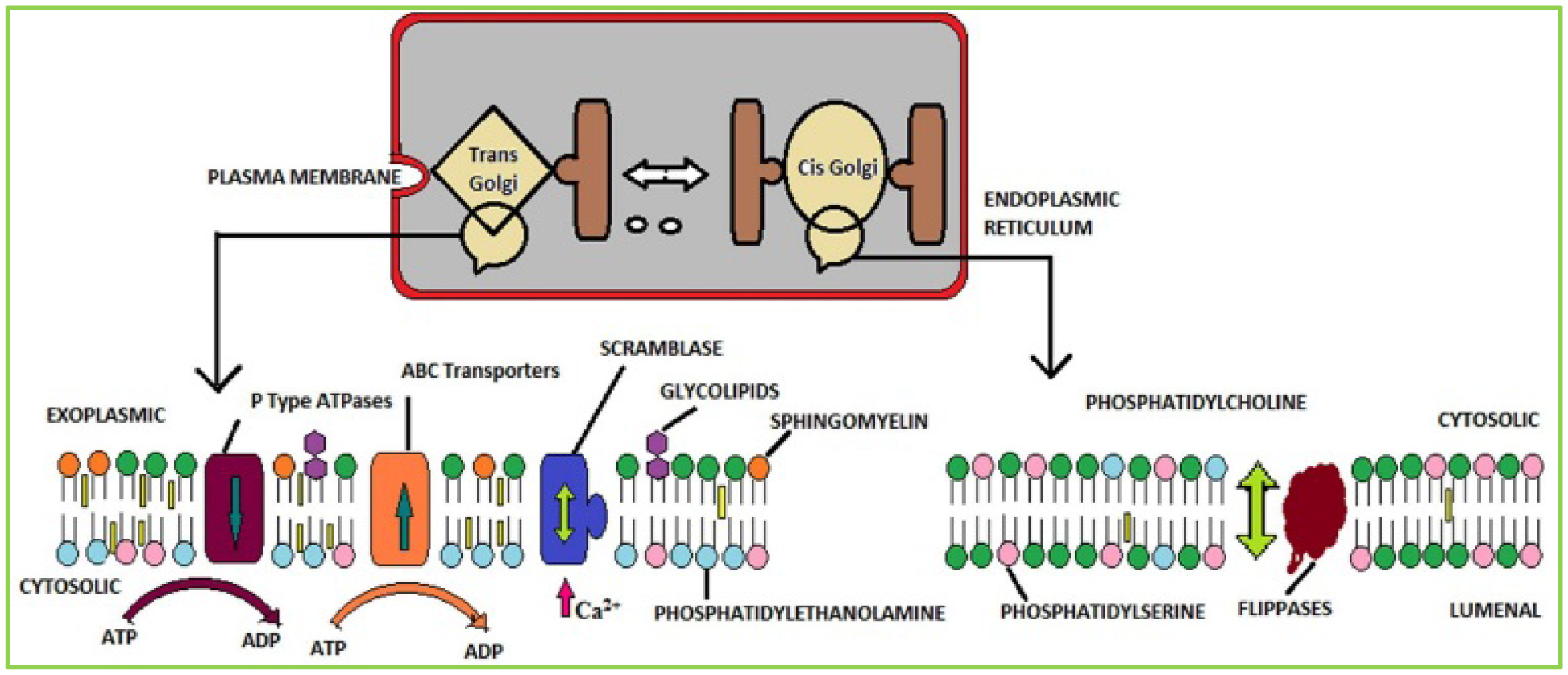 Phospholipids Function In Living Organisms